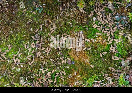 Berglemming, Berg-Lemming, Lemming, Losung, Kot, Kotpillen, Lemmus lemmus, Norwegen Lemming, Norwegische Lemming, Kot Stockfoto