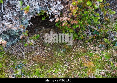 Berglemming, Berg-Lemming, Lemming, Losung, Kot, Kotpillen, Lemmus lemmus, Norwegen Lemming, Norwegische Lemming, Kot Stockfoto