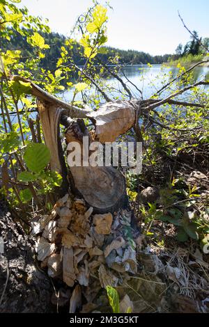 Biber, Europäischer Biber, Fraßspur an einem Baumstamm, Biber-Spur, Biberspur, Altwelt-Biber, Castor Fiber, biber, Eurasischer Biber, Europäischer Biber, Stockfoto