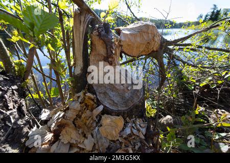 Biber, Europäischer Biber, Fraßspur an einem Baumstamm, Biber-Spur, Biberspur, Altwelt-Biber, Castor Fiber, biber, Eurasischer Biber, Europäischer Biber, Stockfoto