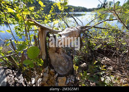 Biber, Europäischer Biber, Fraßspur an einem Baumstamm, Biber-Spur, Biberspur, Altwelt-Biber, Castor Fiber, biber, Eurasischer Biber, Europäischer Biber, Stockfoto