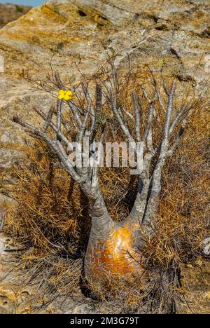 Miniatur-Baobab-Baum, 50 cm hoch, aber über 100 Jahre alt, Isalo-Nationalpark, Madagaskar Stockfoto