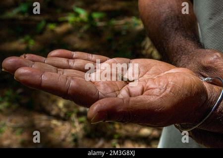 Zwerg oder Minutenblatt Chamäleon (Brookesia minima) an den Fingern einer Hand im Nationalpark Montagne dÂ'Ambre, Madagaskar Stockfoto