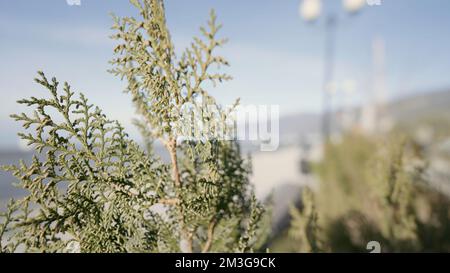 Ein großer Nadelbaum. Action.Zweige mit grünen Blättern, die auf dem Meer wachsen, in Makrofotografie. Hochwertige 4K-Aufnahmen Stockfoto