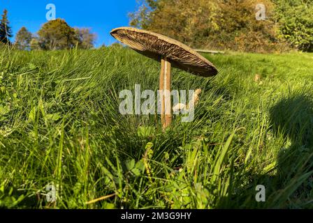 Ackerpilze (Agaricus campestris) im Herbst, Wuesthoechi, Solothurn, Schweiz Stockfoto