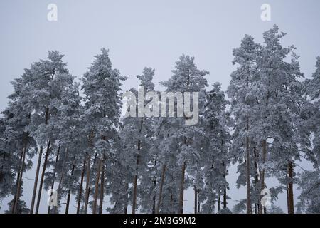 12-12-2022 Riga, Lettland eine Gruppe von schneebedeckten Bäumen in einem Waldgebiet mit Himmelshintergrund und einigen Wolken am Himmel. . Stockfoto