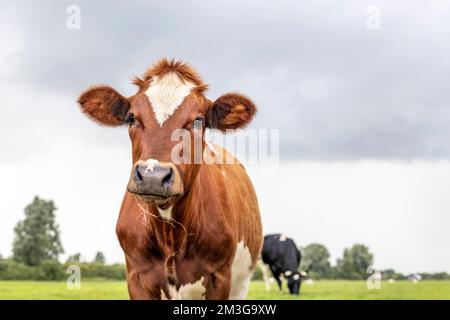 Kuhporträt, ein süßes und junges rotes Rind, mit weißem Feuer und schwarzer Nase und freundlichem Ausdruck, bezaubernd Stockfoto