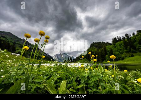 Globeblumen (Trollius europaeus) auf einer Bergwiese mit Groeppelensee und Altmanngipfel im Hintergrund, Wildhaus, Appenzell, Schweiz Stockfoto