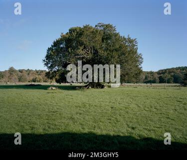 Der Gewinner des britischen Baumes des Jahres 2022 ist eine Eibe auf den Ruinen von Waverley Abbey in Farnham, Surrey, Großbritannien. Stockfoto