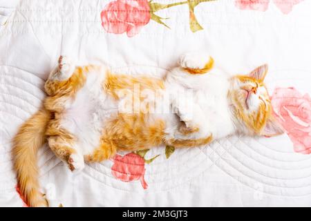 Ein kleines Hauskätzchen schläft süß auf dem Rücken, mit erhobenen Pfoten. Stockfoto