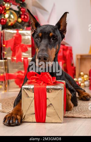 Frohe Weihnachten und Frohes neues Jahr. Der Doberman-Hund liegt zwischen den Geschenkschachteln und wartet auf Geschenke. Ein großer Dobermann bekam zu Hause ein Weihnachtsgeschenk. Stockfoto