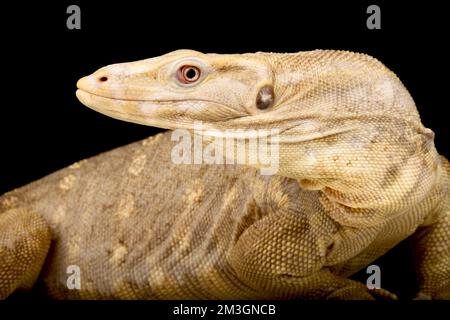 Albino Wasser Monitor (Varanus Salvator) Stockfoto