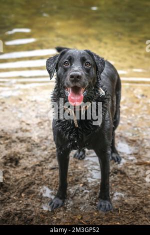 Ein nasser schwarzer Labrador, der im See stand und sehr glücklich in die Kamera blickte Stockfoto