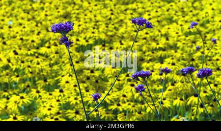 Eisenkraut (Verbena officinalis) vor dem herrlichen Coneflower Stockfoto