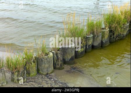 Ueckermuende Mecklenburg-Vorpommern Landkreis Westpommern Greifswald mit Gras überwucherter Groyne am Strand von Ueckermuende Deutschland Europa Stockfoto