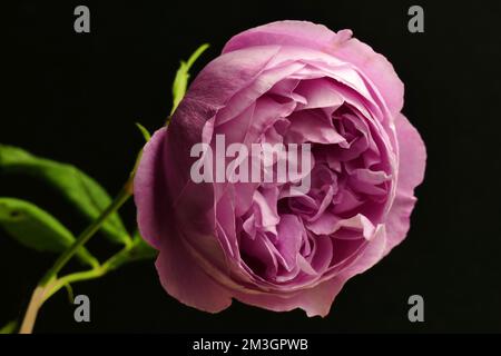 Bourbon Buub Rose (Rosa) La reine Victoria, Breeder Schwartz, Frankreich 1872 Stockfoto