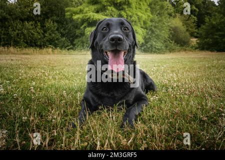 Schwarzer Labrador, der in einem Feld liegt und direkt auf die Kamera blickt Stockfoto