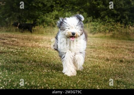 Der alte englische Schäferhund läuft auf ein Feld zu der Kamera Stockfoto
