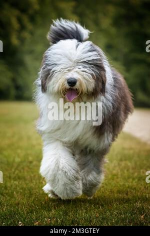 Ein alter englischer Schäferhund, der auf ein Feld zugeht Stockfoto
