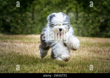 Der alte englische Schäferhund rennt schnell auf ein Feld zu der Kamera Stockfoto