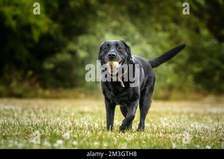 Schwarzer Labrador, der auf die Kamera zugeht, mit einem Ball im Mund Stockfoto