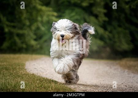 Der alte englische Schäferhund läuft auf ein Feld zu der Kamera Stockfoto