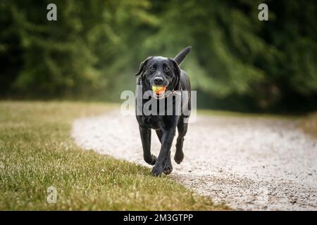 Schwarzer Labrador, der auf die Kamera zugeht, mit einem Ball im Mund Stockfoto