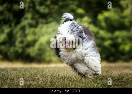 Der alte englische Schäferhund läuft auf ein Feld zu der Kamera Stockfoto