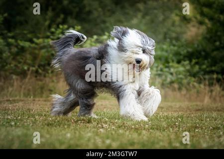 Der alte englische Schäferhund läuft von rechts nach links und schaut direkt in die Kamera Stockfoto