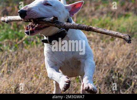 Miniatur-Bull-Terrier läuft Stockfoto
