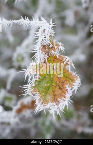 Stieleiche, Englische Eiche, Quercus robur, Heiserfrost auf farbigen Herbstblättern, matte Kanten, gelb goldgrün, Sussex, UK, Dezember Stockfoto
