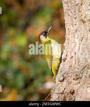 Grüner Specht auf Eichenstamm, Burnham Beeches, Großbritannien Stockfoto