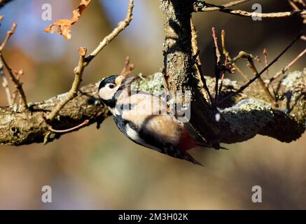Toller Specht in Oak Tree in Burnham Beeches, Großbritannien Stockfoto