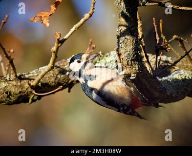 Toller Specht in Oak Tree in Burnham Beeches, Großbritannien Stockfoto