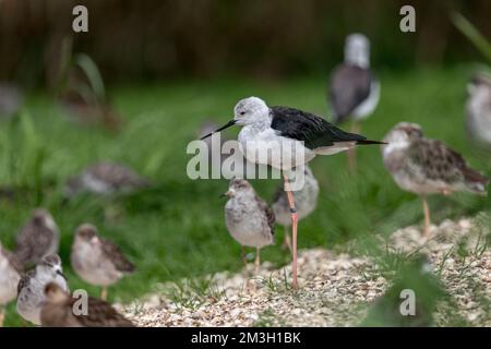 Black Winged Stilt; Himantopus himantopus; Stand on one leg; UK Stockfoto
