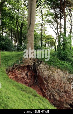 Baum mit freiliegenden Wurzeln aufgrund von Erosion in Silverdale Cove, Silverdale, Cumbria, England, Vereinigtes Königreich Stockfoto