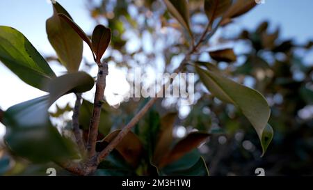 Seascape . Action. Helle tropische Bäume liegen neben dem Meer, das sich in Wellen in verschiedene Richtungen bewegt und große Berge sind sichtbar. Hallo Stockfoto