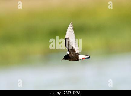 Witvleugelstern, White-winged Seeschwalbe, Chlidonias leucopterus Stockfoto