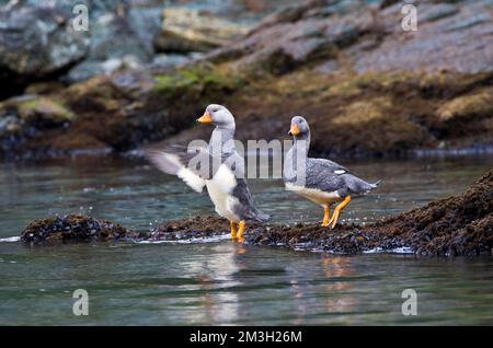 Paartje Vliegende Booteenden aan rotskust; Paar Flying Steamer-Ducks auf felsigen Ufer Stockfoto