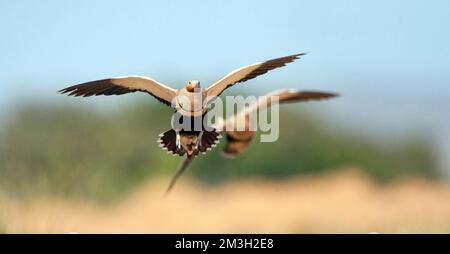 Vliegende mann Zwartbuikzandhoen; Männliche flying Black-bellied Sandgrouse Stockfoto