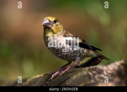 Appelvink, Hawfinch Coccothraustes coccothraustes, Stockfoto