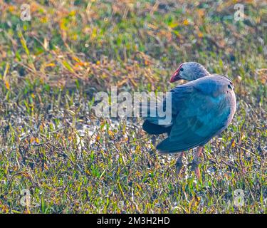 Ein lila Swamphen, der in einem nassen Land umherstreift Stockfoto