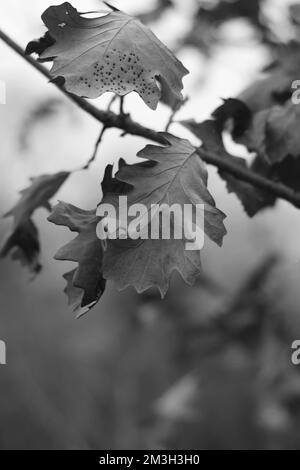 Leuchtend rote, trockene Eichenblätter wachsen auf dem Baum in Schwarz-Weiß-Monochrom. Stockfoto
