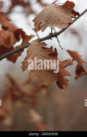 Leuchtend rote, trockene Eichenblätter, die auf dem Baum wachsen. Stockfoto