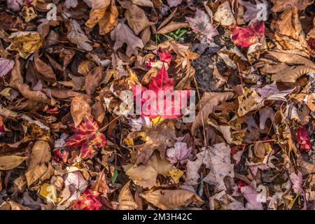 Ein paar verstreute, helle rote Blätter auf dem Waldboden mit der Sonne, die im Herbst den Blick aus nächster Nähe hervorhebt Stockfoto
