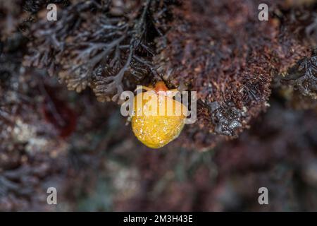 Flat Periwinkle; Littorina obtusata; Vereinigtes Königreich Stockfoto