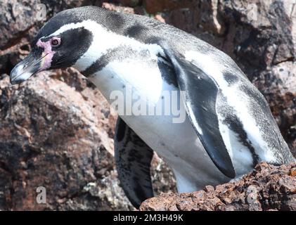 Porträt eines humboldt-Pinguins (Spheniscus humboldti) auf den Ballestas-Inseln. Ballestas-Inseln, Paracas, Peru. Stockfoto