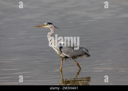 Graureiher; Ardea Cinerea; UK Stockfoto