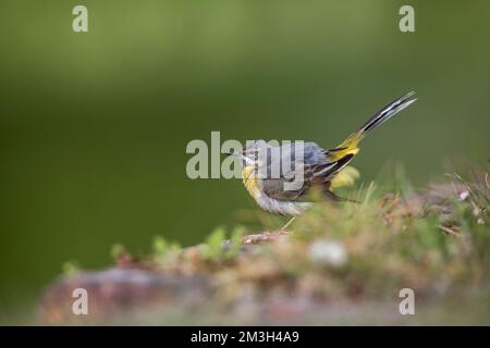 Graues Wagtail; Motacilla cinerea; Weiblich; UK Stockfoto