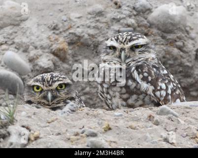 Ein Paar Eulen (Athen cunicularia) bestaunen die Welt vom Eingang zu ihrem Graben in sandigem Boden im Pantanos de Villa Wildlife Refu Stockfoto